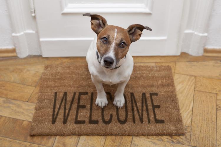 Pacchetto Pet Friendly Il BW Hotel Mirage accoglie i piccoli amici a 4 zampe